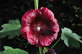 Image result for Alcea rosea `Appleblossom`