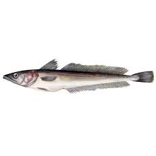 Image result for Merluccius merluccius