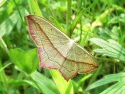 Attēlu rezultāti vaicājumam “Timandra comae”