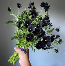 Image result for Viola x wittrockiana `Hiemalis`