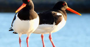 Attēlu rezultāti vaicājumam “Haematopus ostralegus adult”