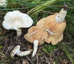 Attēlu rezultāti vaicājumam “Lactarius”