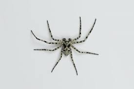 Attēlu rezultāti vaicājumam “Philodromus margaritatus”