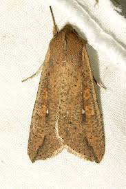 Attēlu rezultāti vaicājumam “Mythimna sp.”