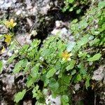 Attēlu rezultāti vaicājumam “Saxifraga cymbalaria”