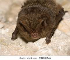 Attēlu rezultāti vaicājumam “Barbastella barbastellus”