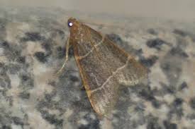 Attēlu rezultāti vaicājumam “Hypsopygia glaucinalis”