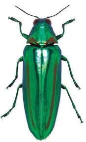 Attēlu rezultāti vaicājumam “Buprestidae”