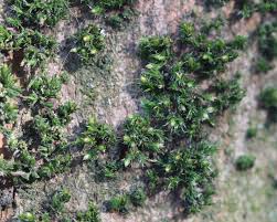 Attēlu rezultāti vaicājumam “Orthotrichum diaphanum sporophyte”