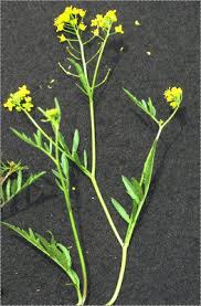 Attēlu rezultāti vaicājumam “Rorippa sylvestris leaf”