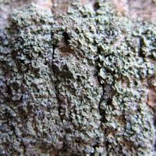 Attēlu rezultāti vaicājumam “Hypocenomyce scalaris”