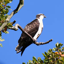 Image result for Pandion haliaetus