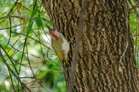 Attēlu rezultāti vaicājumam “Picus viridis nest”