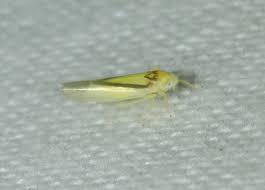 Attēlu rezultāti vaicājumam “Edwardsiana geometrica”