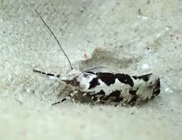 Attēlu rezultāti vaicājumam “Ypsolopha sequella”