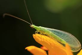 Attēlu rezultāti vaicājumam “Chrysopa”