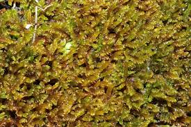 Attēlu rezultāti vaicājumam “Palustriella falcata”