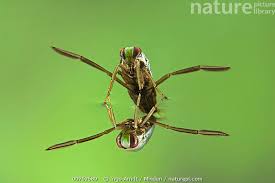 Attēlu rezultāti vaicājumam “Notonecta glauca”