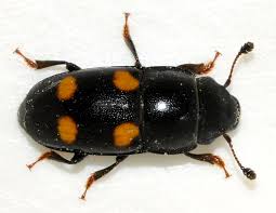 Attēlu rezultāti vaicājumam “Glischrochilus hortensis”