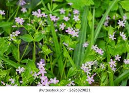 Attēlu rezultāti vaicājumam “Claytonia sibirica”