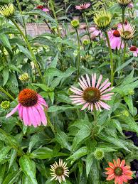 Attēlu rezultāti vaicājumam “Rudbeckia hirta var. hirta leaf”