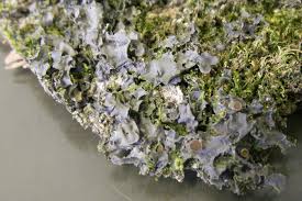 Attēlu rezultāti vaicājumam “Leptogium lichenoides”