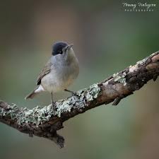 Attēlu rezultāti vaicājumam “Sylvia atricapilla male”