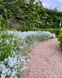 Image result for cerastium tomentosum