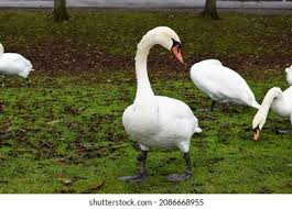 Image result for South Yorkshire Swans