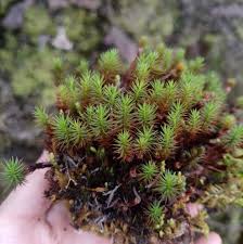 Attēlu rezultāti vaicājumam “Polytrichum commune”