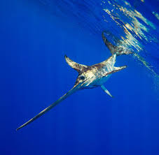 Image result for Xiphias gladius