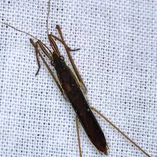 Attēlu rezultāti vaicājumam “Limnoporus rufoscutellatus”