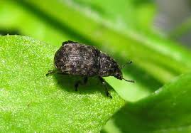 Attēlu rezultāti vaicājumam “Anthribus nebulosus”