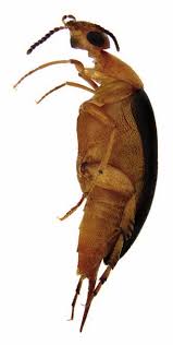 Attēlu rezultāti vaicājumam “Thecabius affinis imago”