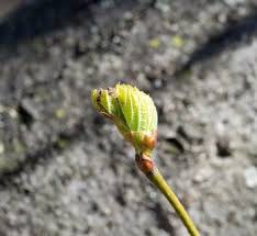 Attēlu rezultāti vaicājumam “Tilia cordata bud”