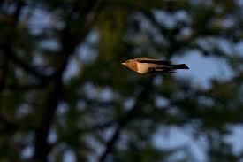 Image result for Turdus ruficollis