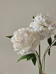 Image result for Pfingstrose