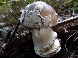 Attēlu rezultāti vaicājumam “Amanita excelsa”