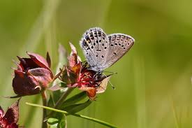 Attēlu rezultāti vaicājumam “Vacciniina optilete underside”