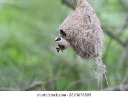 Attēlu rezultāti vaicājumam “Remiz pendulinus nest”