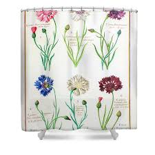 Attēlu rezultāti vaicājumam “Cyanus segetum”