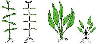 「水蘊草」的圖片搜尋結果