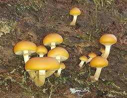 Attēlu rezultāti vaicājumam “Galerina marginata”