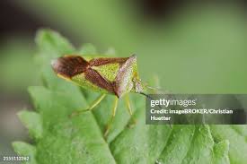 Attēlu rezultāti vaicājumam “Acanthosoma haemorrhoidale”