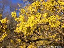 Attēlu rezultāti vaicājumam “Cornus mas”
