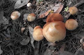 Attēlu rezultāti vaicājumam “Didymium tussilaginis sessile”