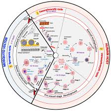 Attēlu rezultāti vaicājumam “Diderma umbilicatum plasmodium”