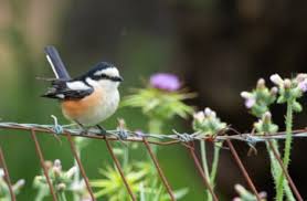 Image result for Lanius nubicus