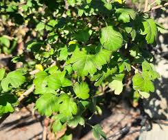 Attēlu rezultāti vaicājumam “Crataegus laevigata”