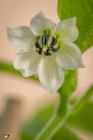 Afbeeldingsresultaat voor yellow mushroom hot pepper